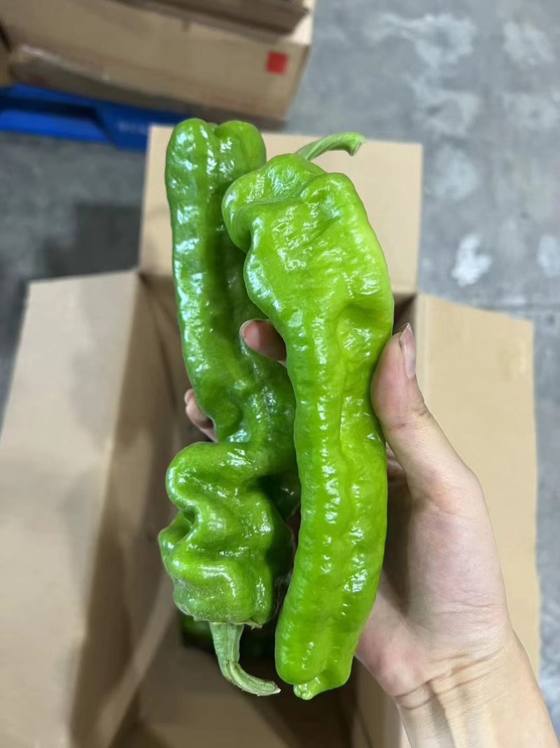 夏邑产区辣椒薄皮椒产地发货光泽鲜亮货源充足
