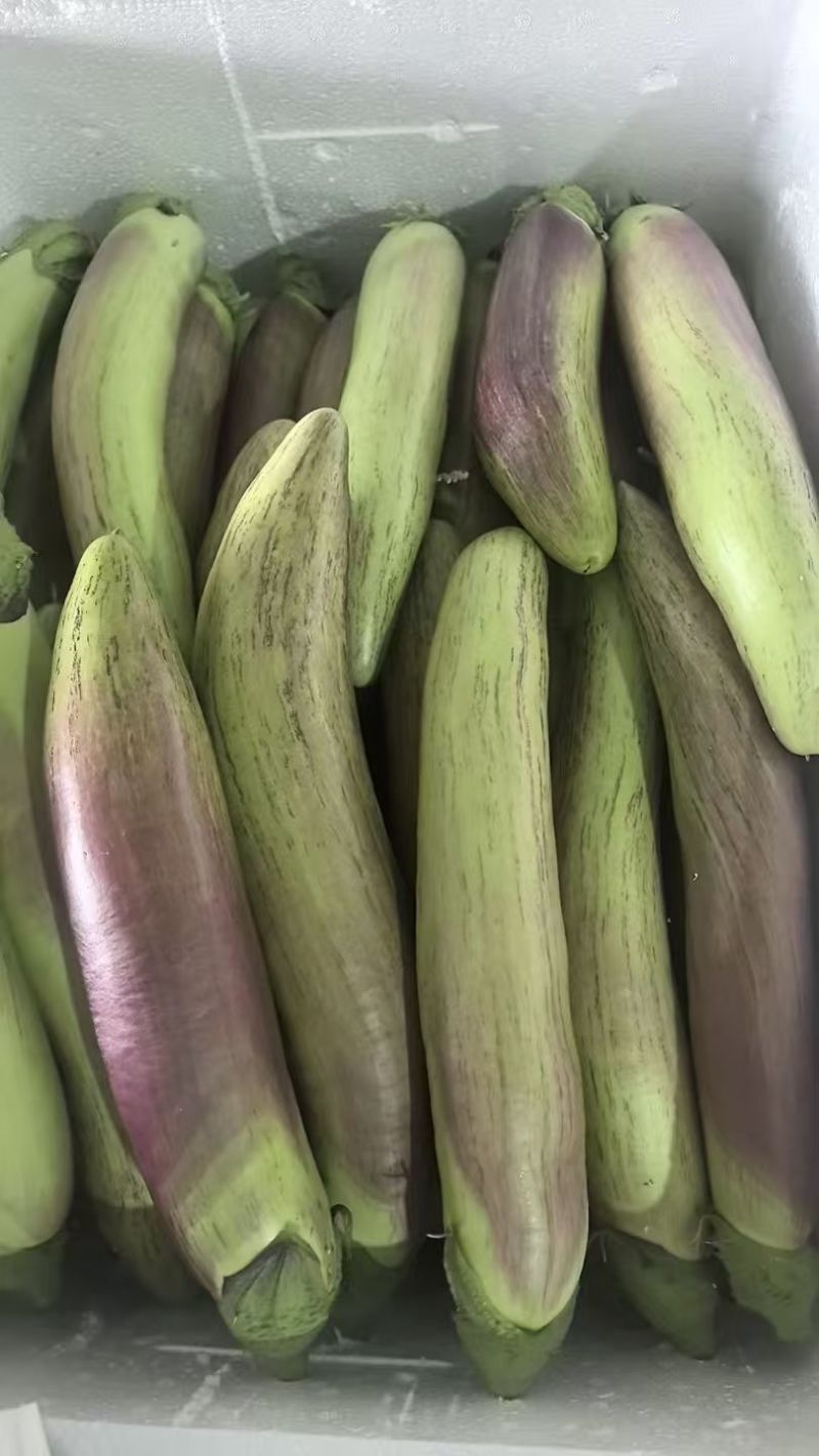 山东冰川茄子市场批发赶集精品商超欢迎致电