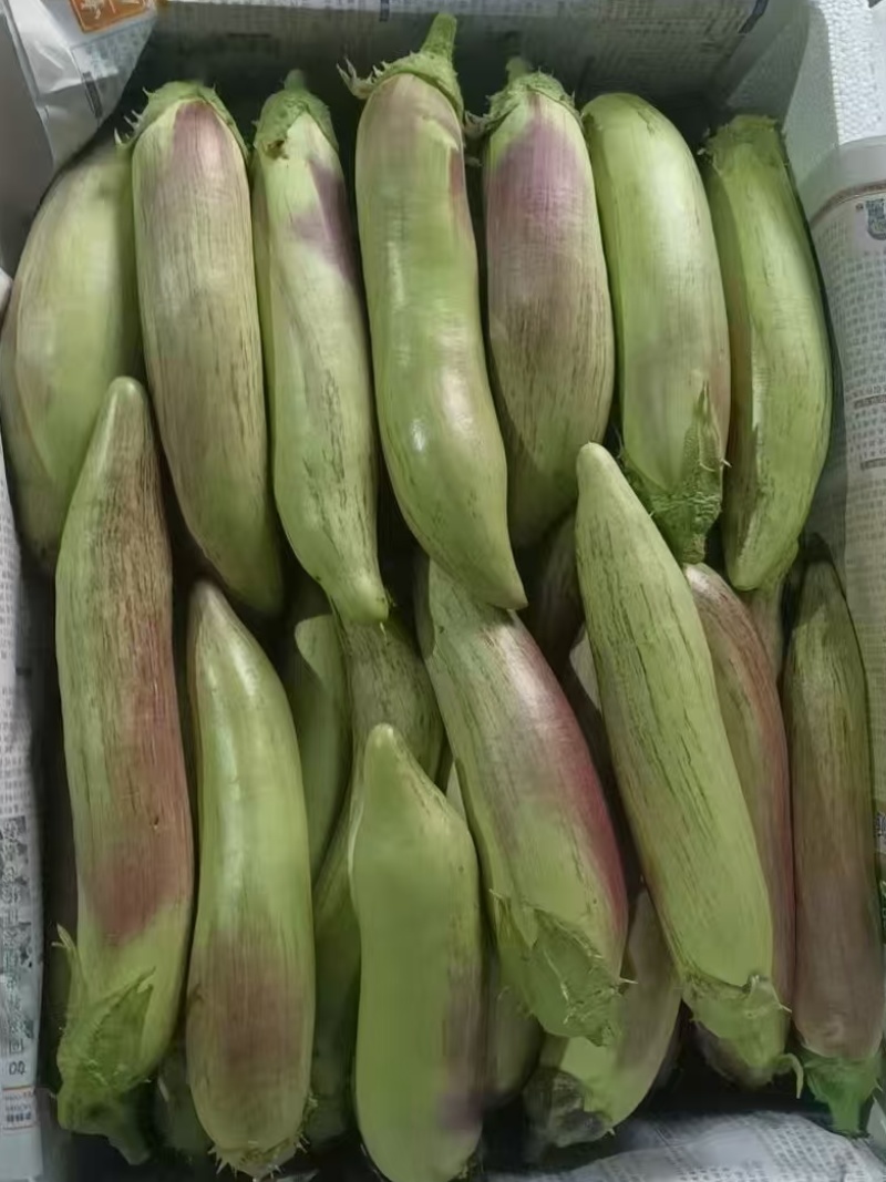山东冰川茄子市场批发赶集精品商超欢迎致电