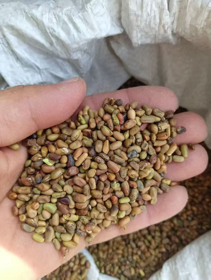 柠条种子林灌木多年生柠条耐旱耐寒耐高温薪炭材花朵好看用处