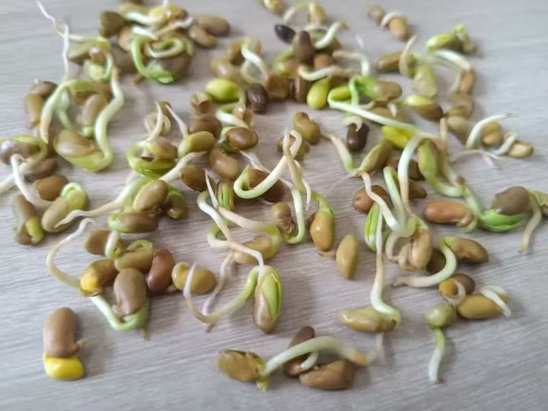 柠条种子林灌木多年生柠条耐旱耐寒耐高温薪炭材花朵好看用处
