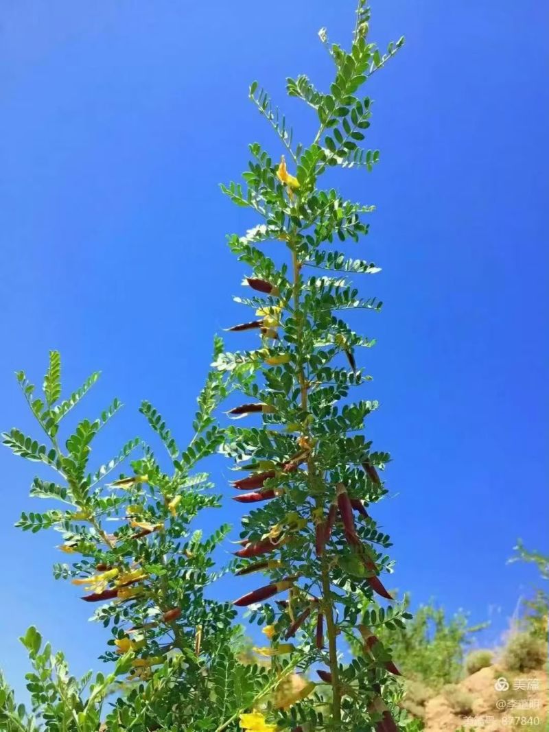 柠条种子林灌木多年生柠条耐旱耐寒耐高温薪炭材花朵好看用处