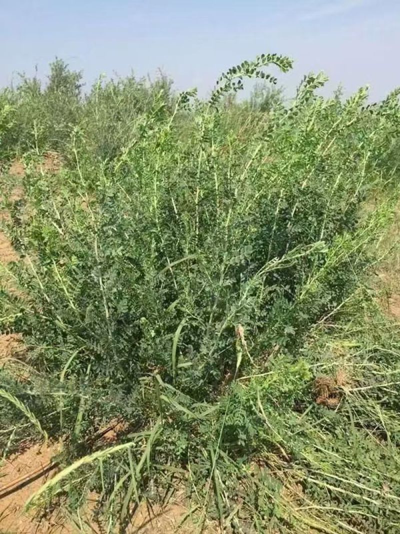 柠条种子林灌木多年生柠条耐旱耐寒耐高温薪炭材花朵好看用处