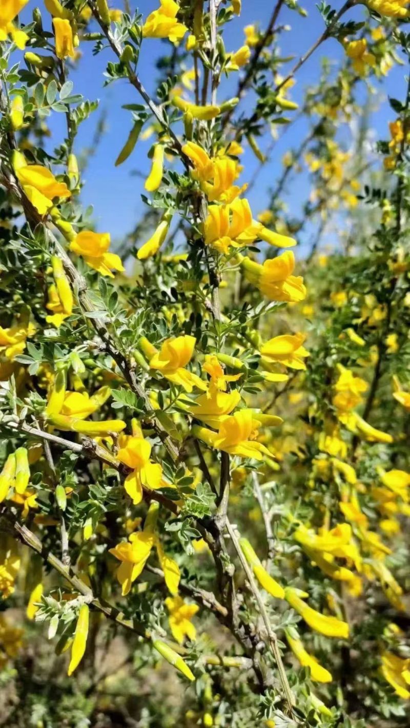 柠条种子林灌木多年生柠条耐旱耐寒耐高温薪炭材花朵好看用处