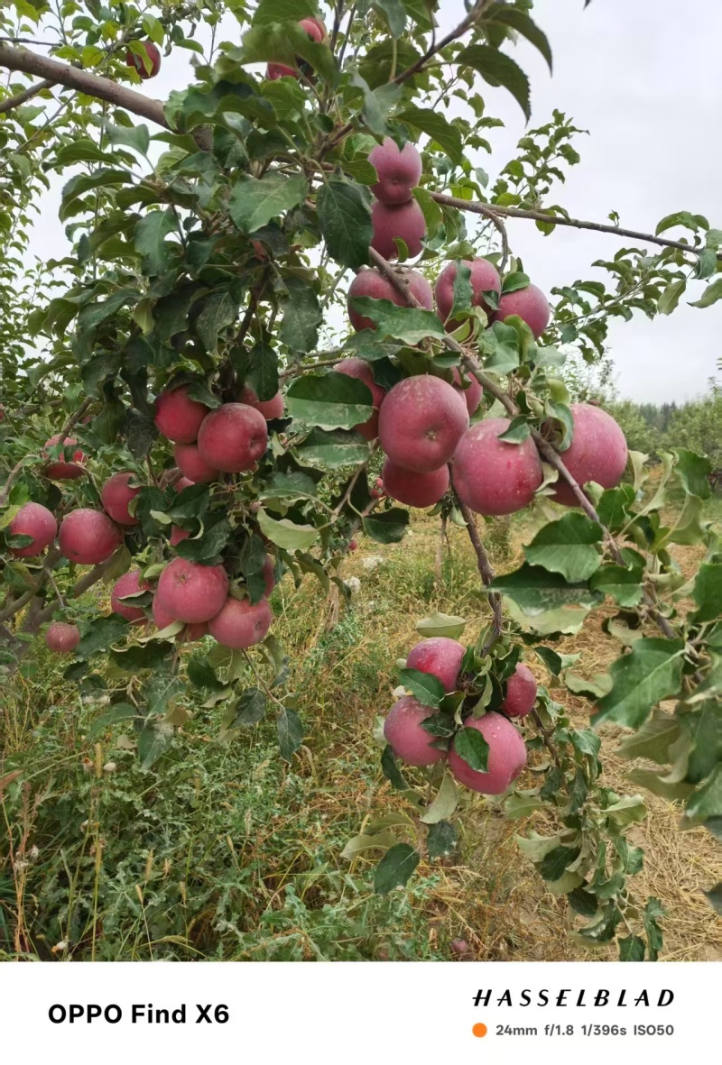 富士苹果高山光果75起步