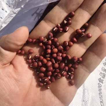 珍珠红小豆，自家种，毛粮