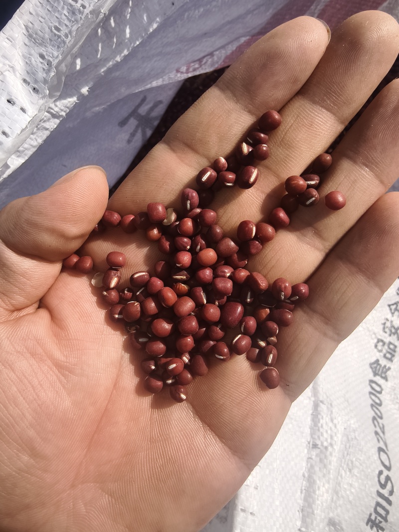 珍珠红小豆，自家种，毛粮
