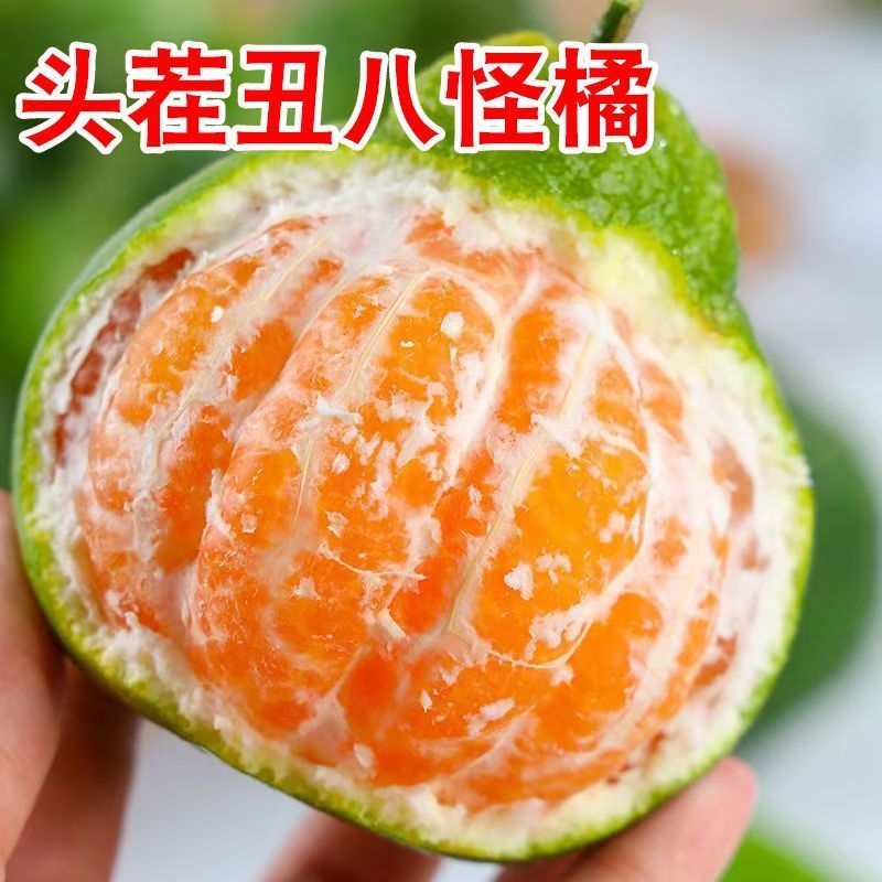 丑橘丑八怪不知火丑橘电商一件代发24小时揽收