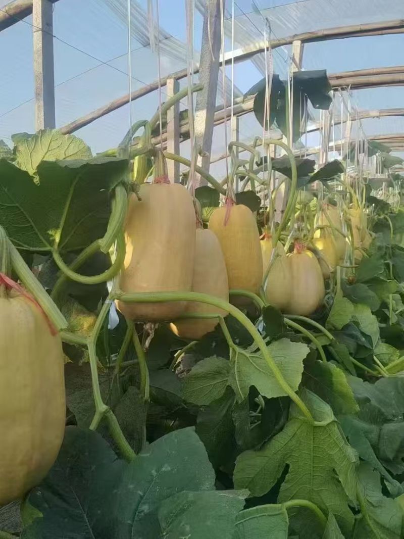 山东金丝搅瓜食材市场批发赶集零售商超批发口感好