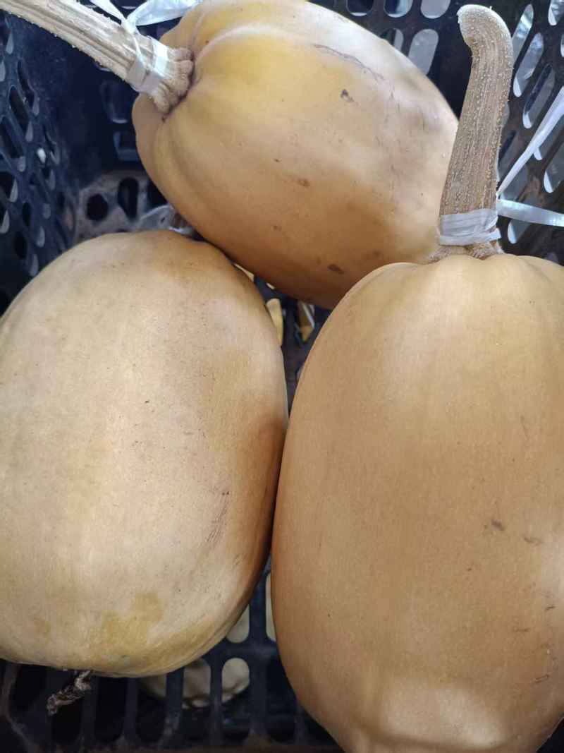 山东金丝搅瓜食材市场批发赶集零售商超批发口感好