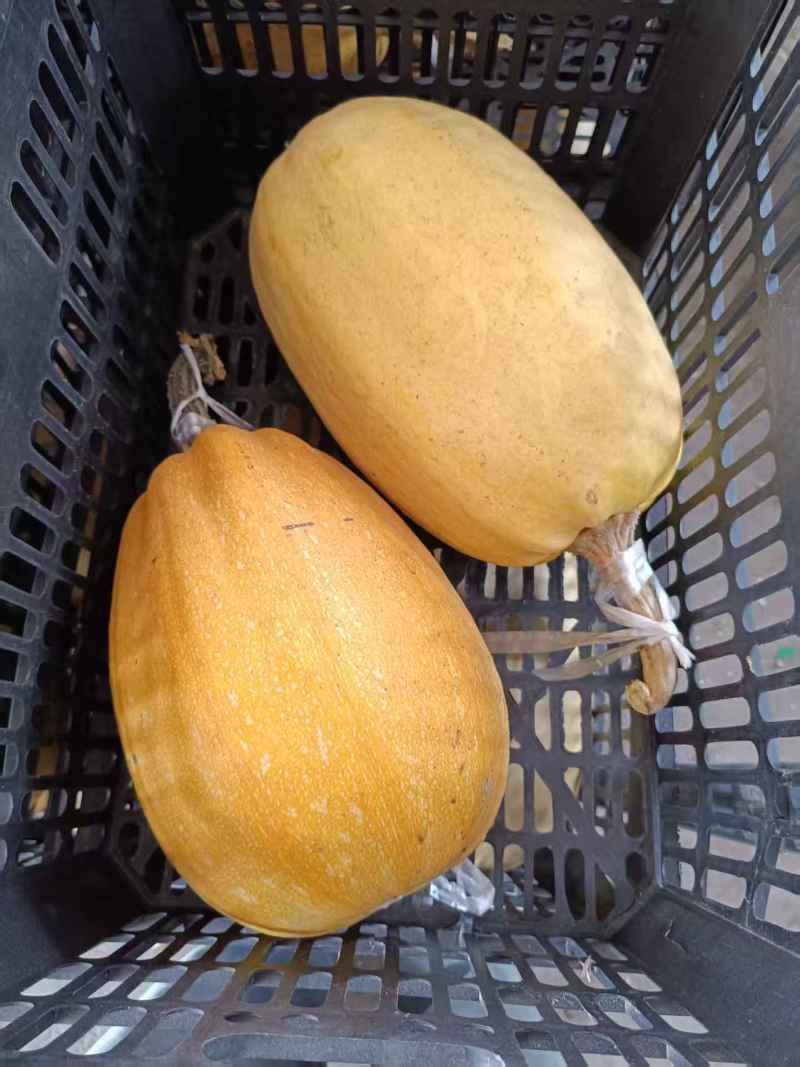 山东金丝搅瓜食材市场批发赶集零售商超批发口感好