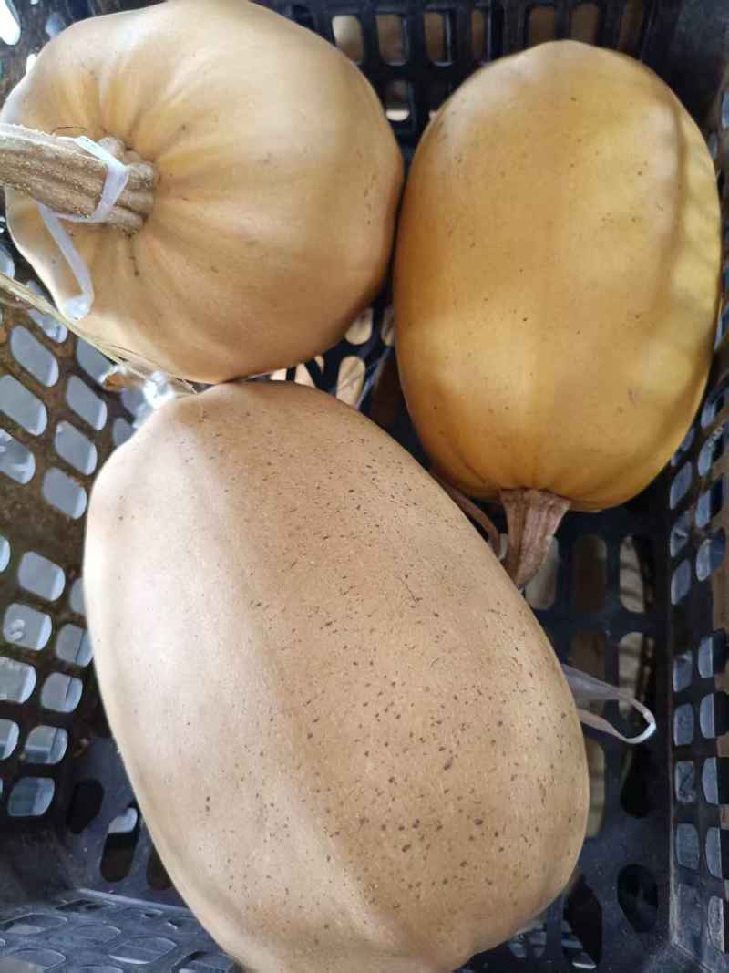山东金丝搅瓜食材市场批发赶集零售商超批发口感好
