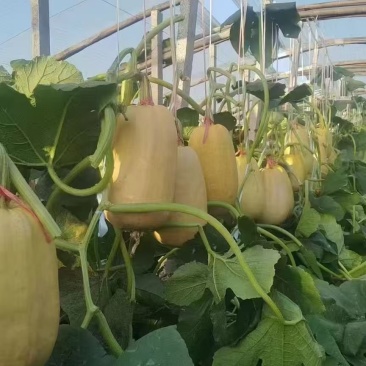山东金丝搅瓜食材市场批发赶集零售商超批发口感好