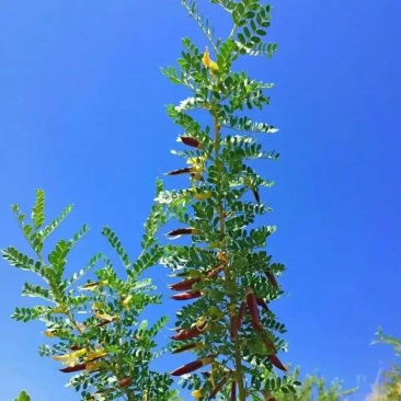 柠条种子林灌木多年生柠条耐旱耐寒耐高温薪炭材花朵好看用处