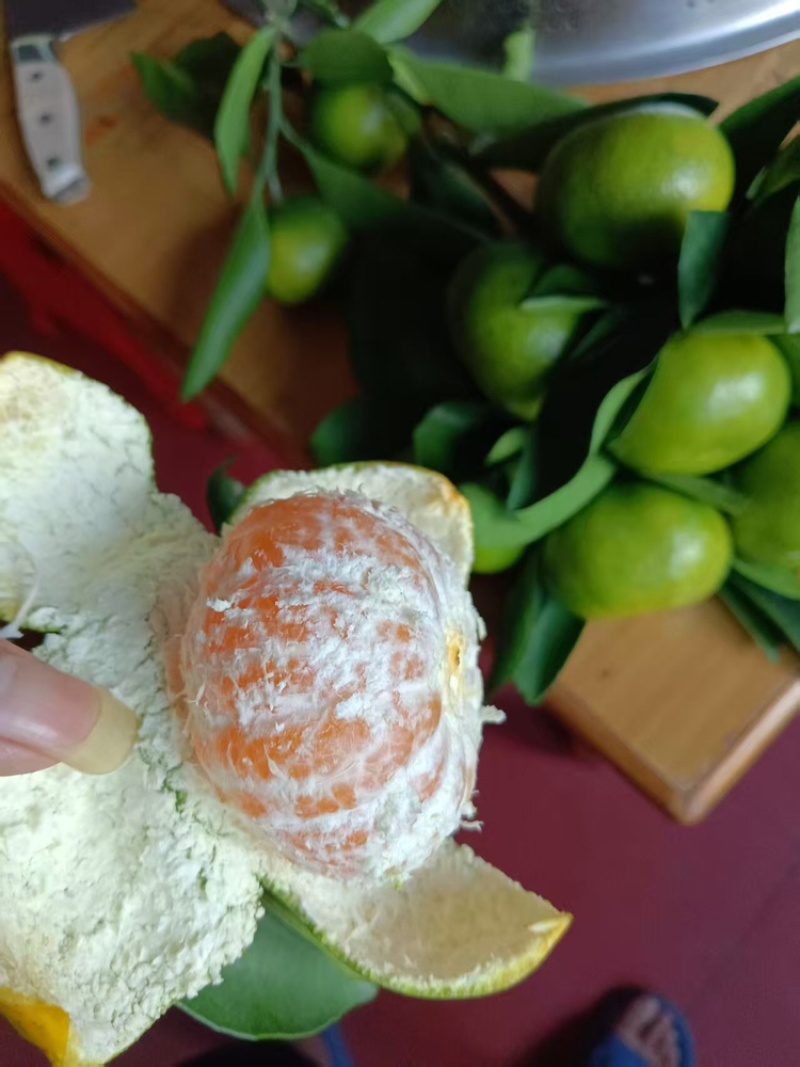 柑橘蜜橘产地直销量大质优价格优惠一手货源欢迎咨询