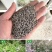 荆条种子护坡灌木种子道路护坡铁路护坡花卉黄荆种子