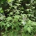 荆条种子护坡灌木种子道路护坡铁路护坡花卉黄荆种子