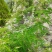 荆条种子护坡灌木种子道路护坡铁路护坡花卉黄荆种子