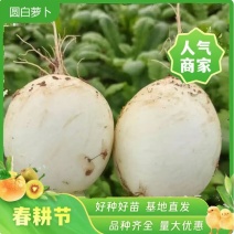 四川圆白萝卜大量上市产地直发量大价优视频产地看过都可
