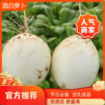 四川圆白萝卜大量上市口感脆甜对接各大批发市场商超！