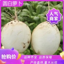 精品四川圆白萝卜大量上市自有种植基地自产自销一手货！