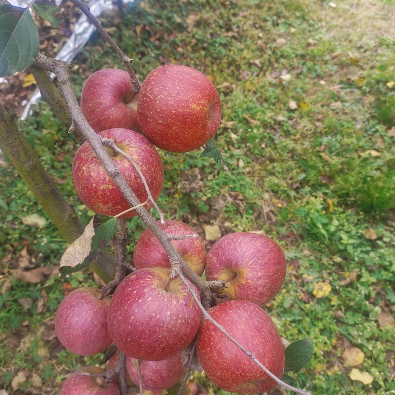 汉源丑苹果冰糖心苹果，味道甜，水分充足量大质量