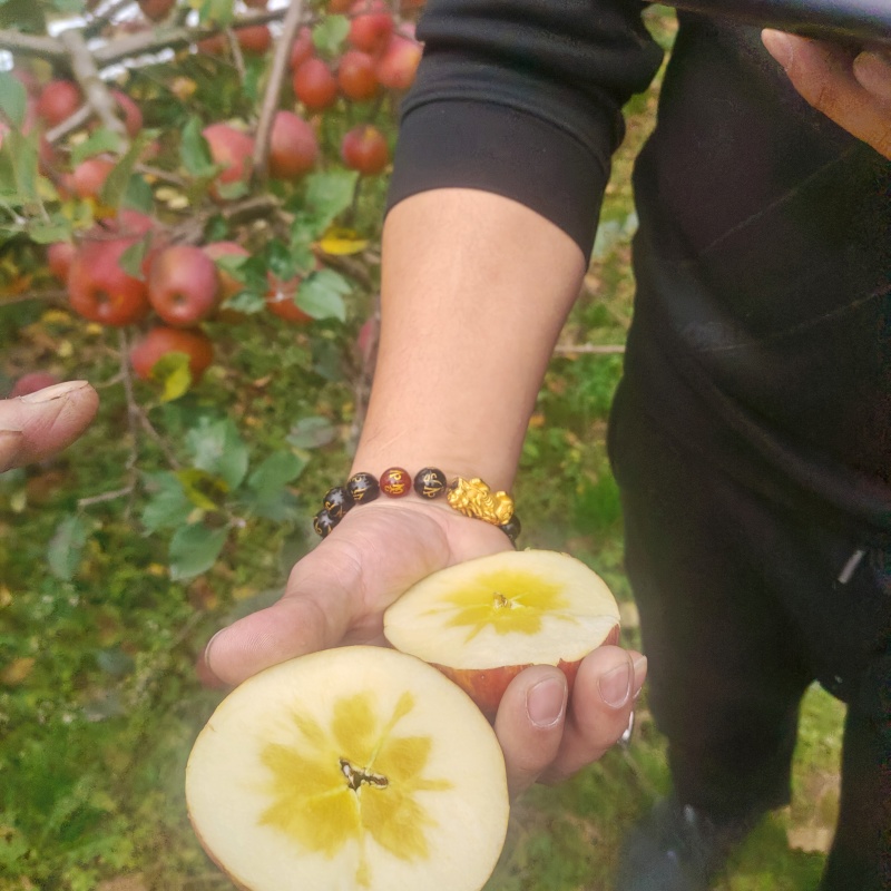汉源丑苹果冰糖心苹果，味道甜，水分充足量大质量