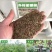 工程护坡灌木种子紫穗槐种子多年生棉槐穗花槐紫翠槐板条蜜源
