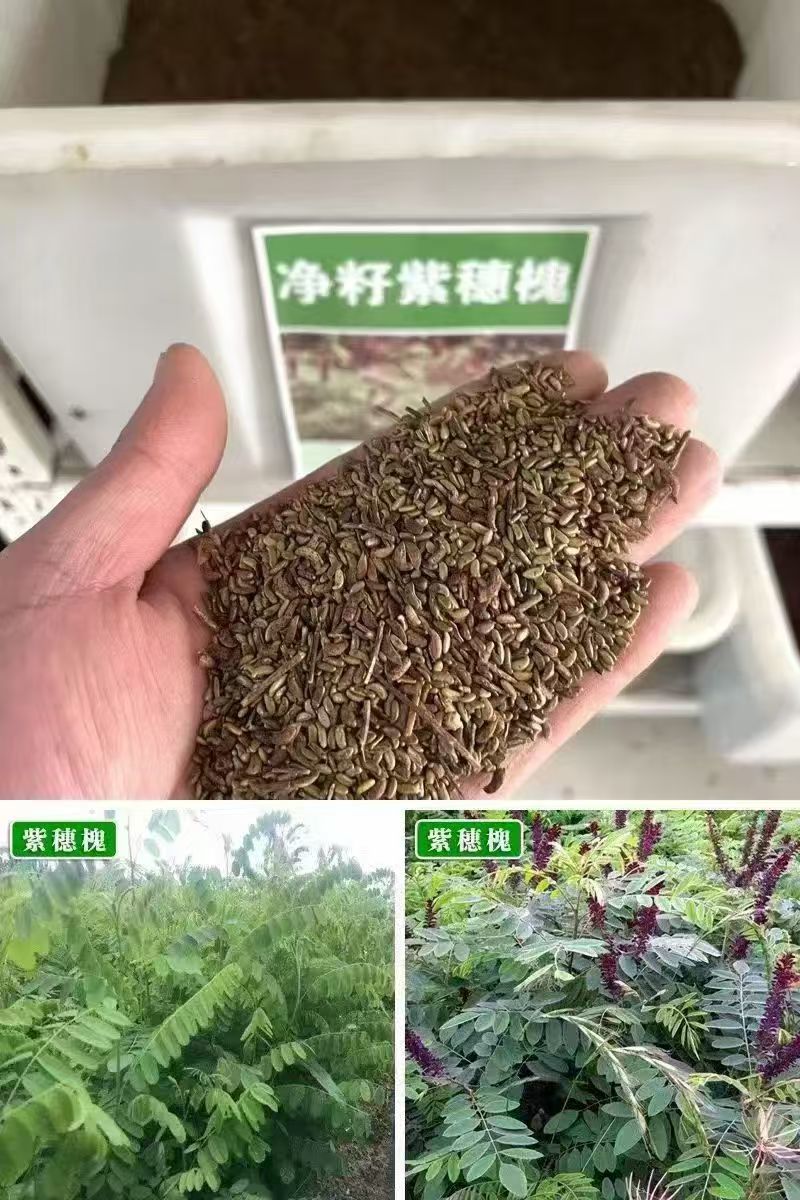 工程护坡灌木种子紫穗槐种子多年生棉槐穗花槐紫翠槐板条蜜源