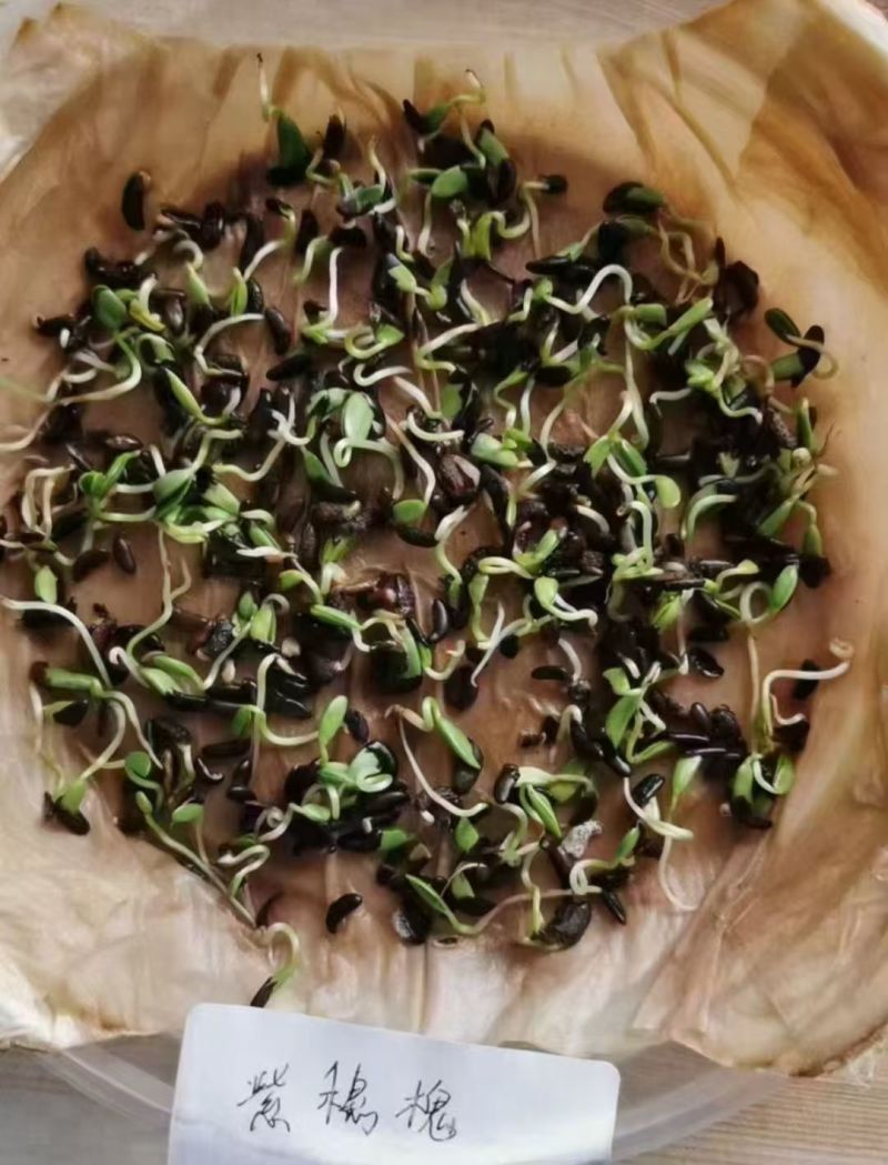 工程护坡灌木种子紫穗槐种子多年生棉槐穗花槐紫翠槐板条蜜源
