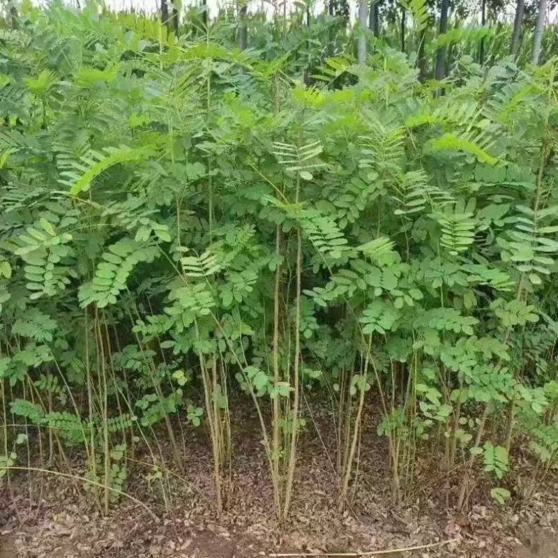 工程护坡灌木种子紫穗槐种子多年生棉槐穗花槐紫翠槐板条蜜源