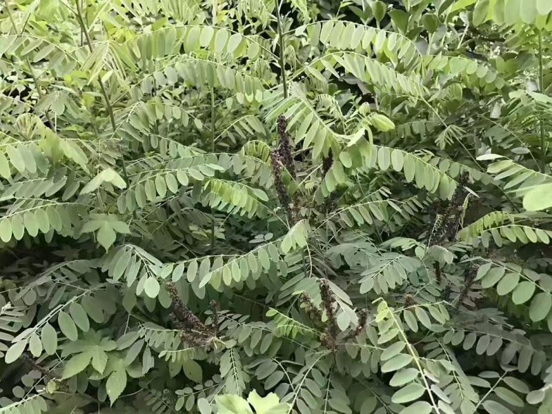 工程护坡灌木种子紫穗槐种子多年生棉槐穗花槐紫翠槐板条蜜源