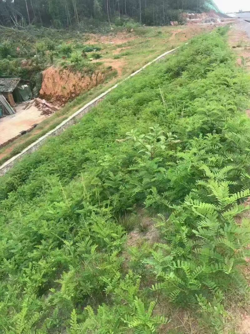 工程护坡灌木种子紫穗槐种子多年生棉槐穗花槐紫翠槐板条蜜源
