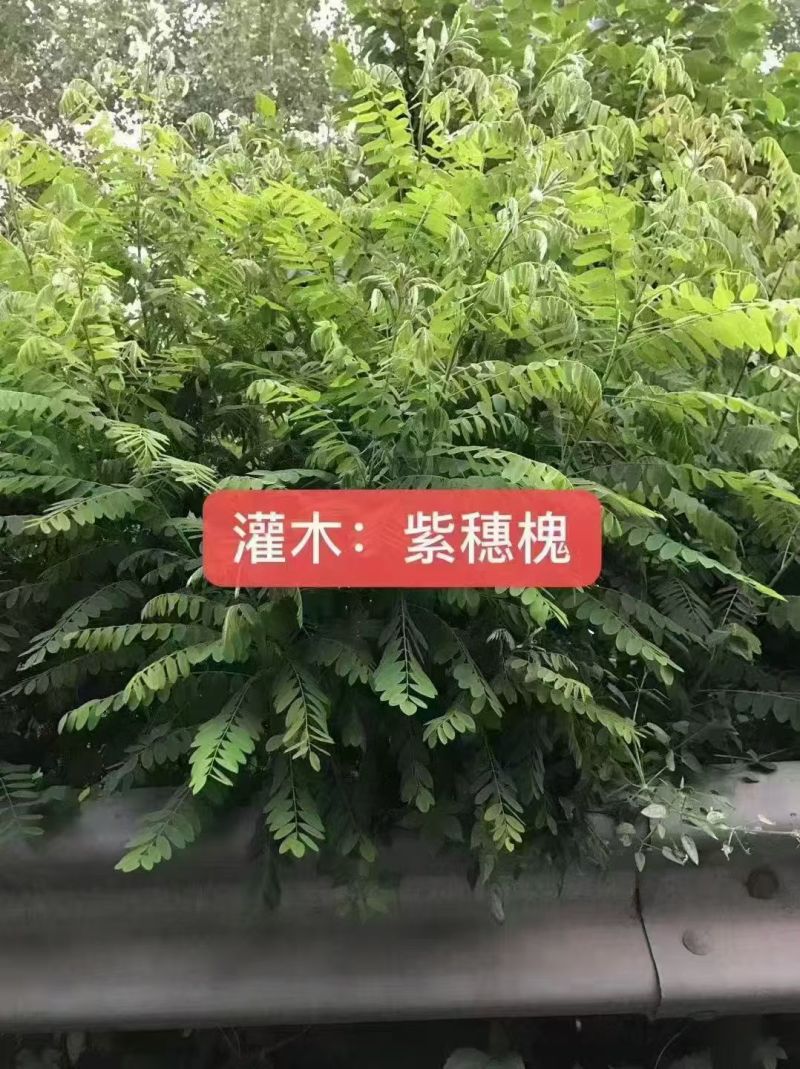 工程护坡灌木种子紫穗槐种子多年生棉槐穗花槐紫翠槐板条蜜源