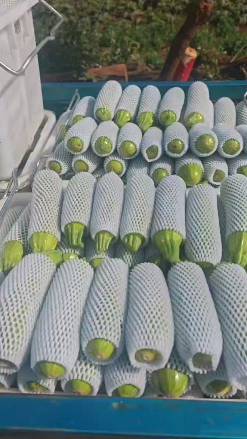 绿皮西葫芦大量上市，产地直发品质保证服务周到