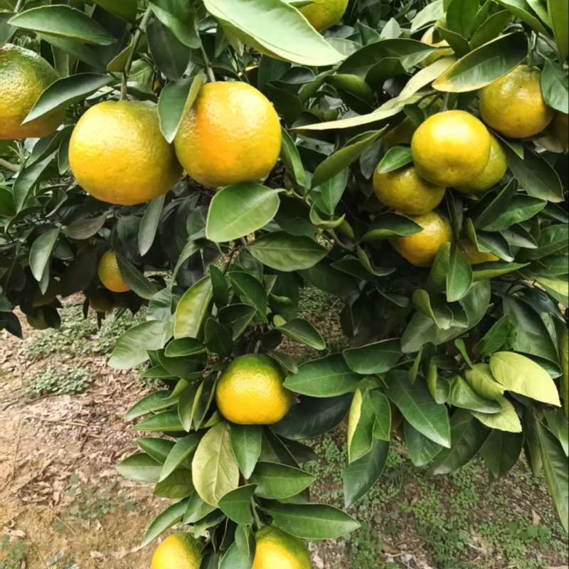 湖南精品柑橘蜜橘/桔子/量大价优/可视频看货/欢迎咨询