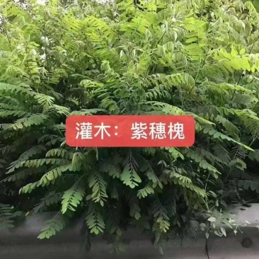 工程护坡灌木种子紫穗槐种子多年生棉槐穗花槐紫翠槐板条蜜源