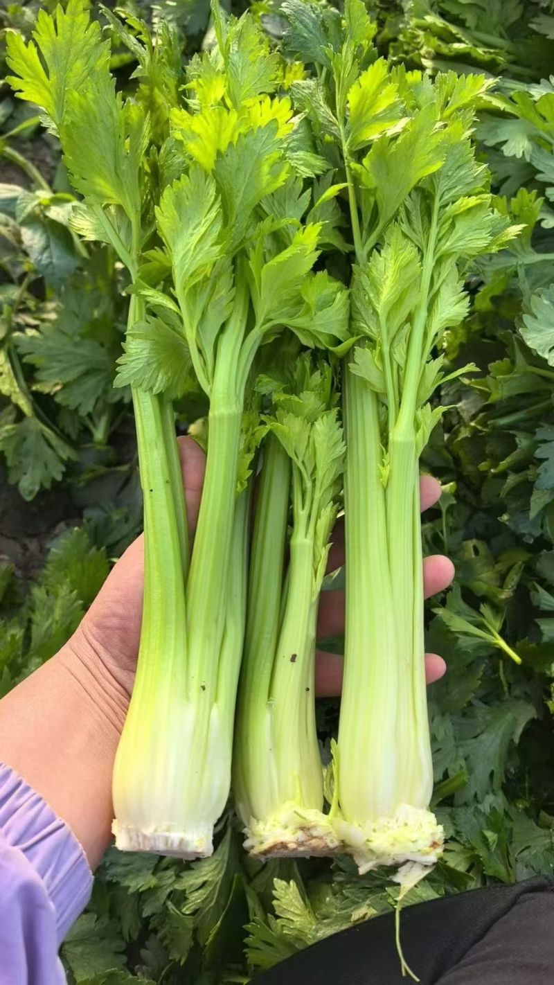 山东甜芹西芹对接市场商超批发欢迎致电