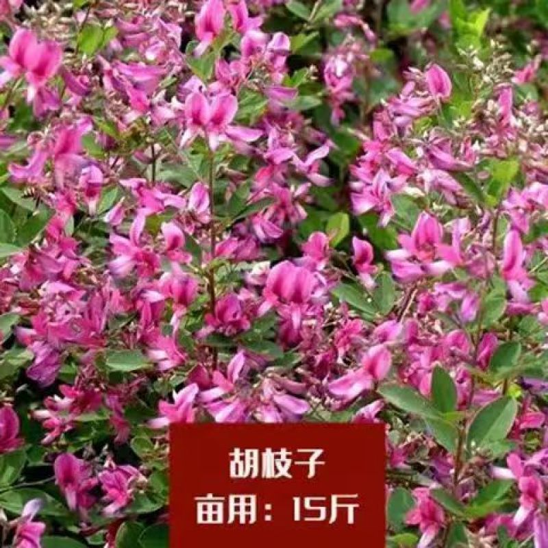 多年生胡枝子种子萩胡枝条扫皮随军茶耐贫瘠根系发达春季简单