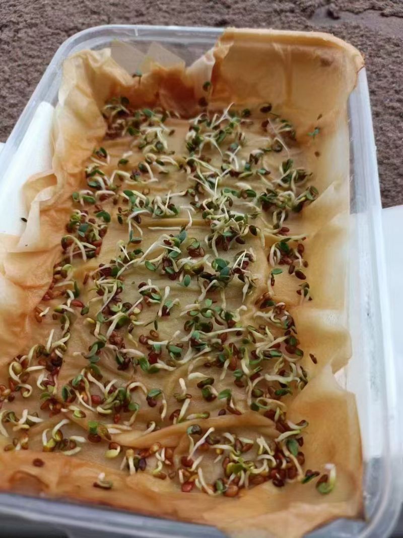 多年生胡枝子种子萩胡枝条扫皮随军茶耐贫瘠根系发达春季简单