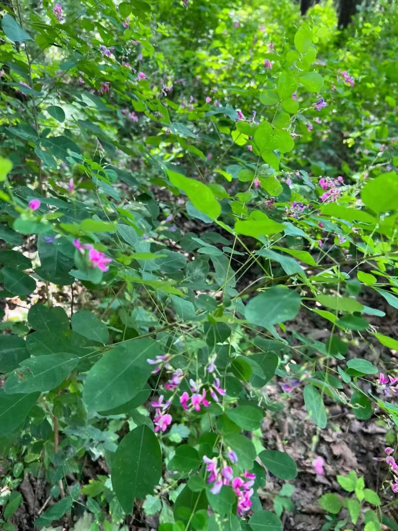 多年生胡枝子种子萩胡枝条扫皮随军茶耐贫瘠根系发达春季简单