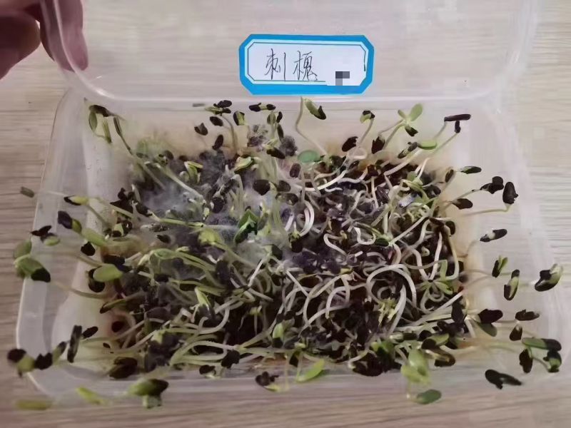 新采刺槐种子洋蜜源食用植物工程专用护坡灌木槐花树