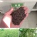 新采刺槐种子洋蜜源食用植物工程专用护坡灌木槐花树