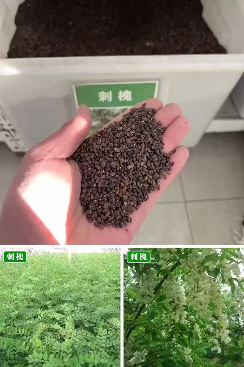 新采刺槐种子洋蜜源食用植物工程专用护坡灌木槐花树