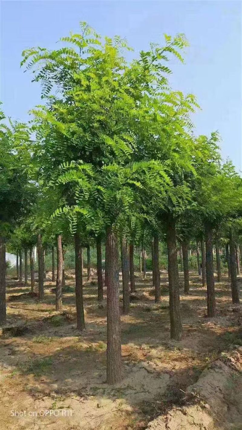 新采刺槐种子洋蜜源食用植物工程专用护坡灌木槐花树