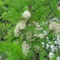 新采刺槐种子洋蜜源食用植物工程专用护坡灌木槐花树