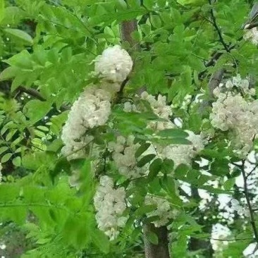 新采刺槐种子洋蜜源食用植物工程专用护坡灌木槐花树