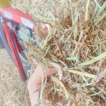 稻草，常年有货，只做品质，专业供应七八年