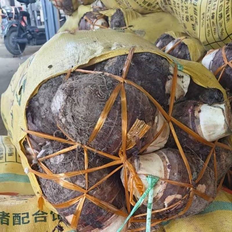福建大芋头一手货源产地发货/精品大芋头对接全国量大优惠