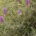 沙打旺四季牧草-耐寒耐旱进口种子护坡固土绿肥